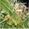 pieris brassicae imago3 don